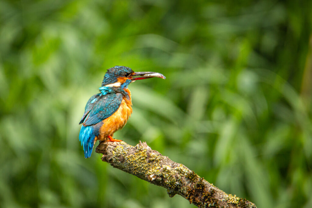 Female Eurasian Kingfisher eating fish on branch