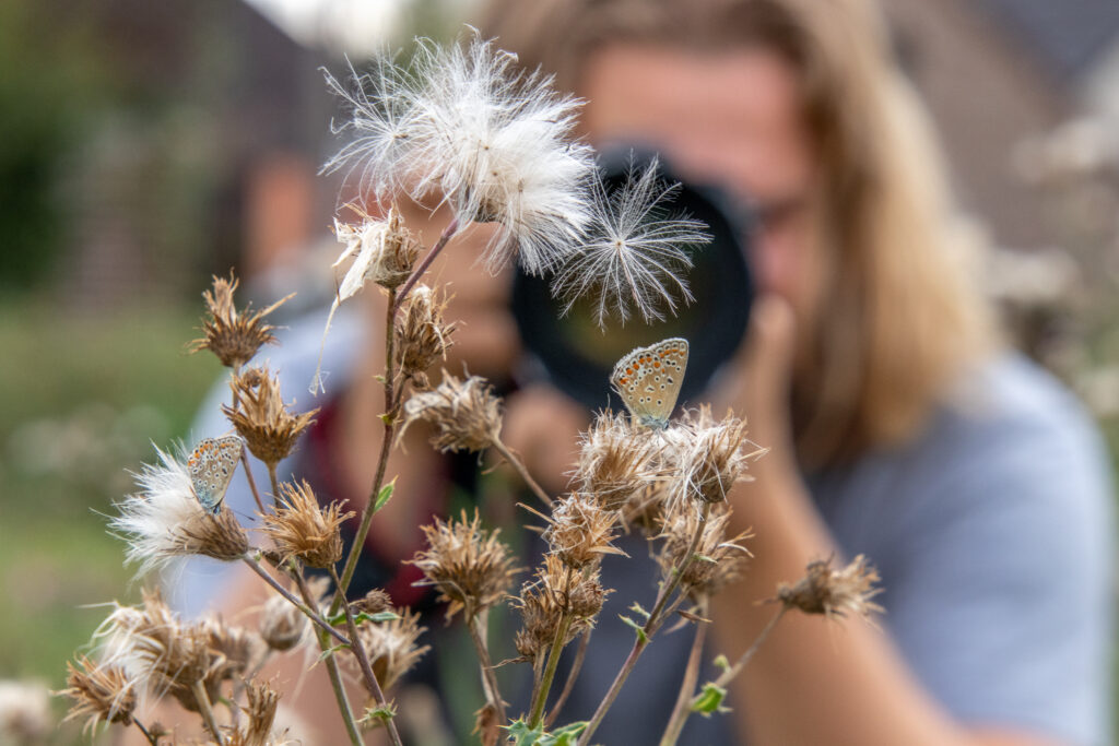 Photographer taking picture of butterfly