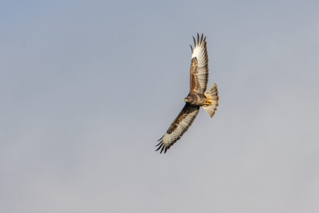 Falcon in Belgium