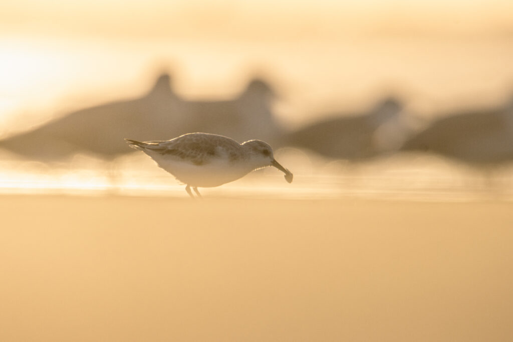 Sanderling at sunset