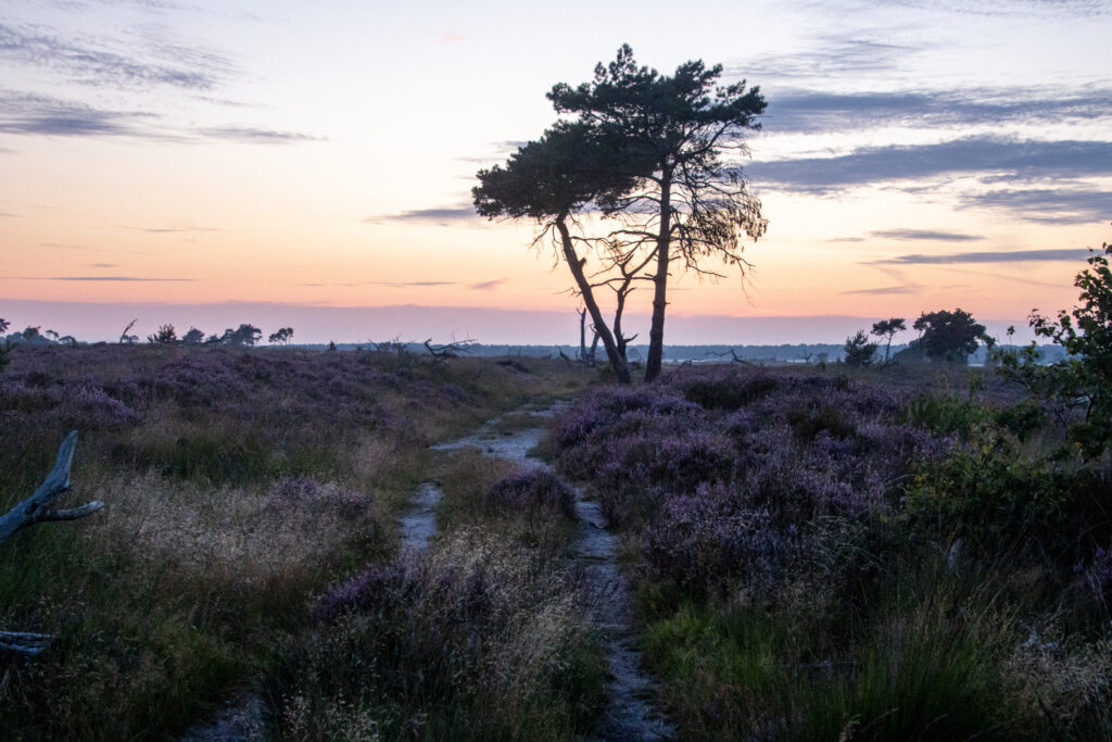 Landscape at sunset in High Fens