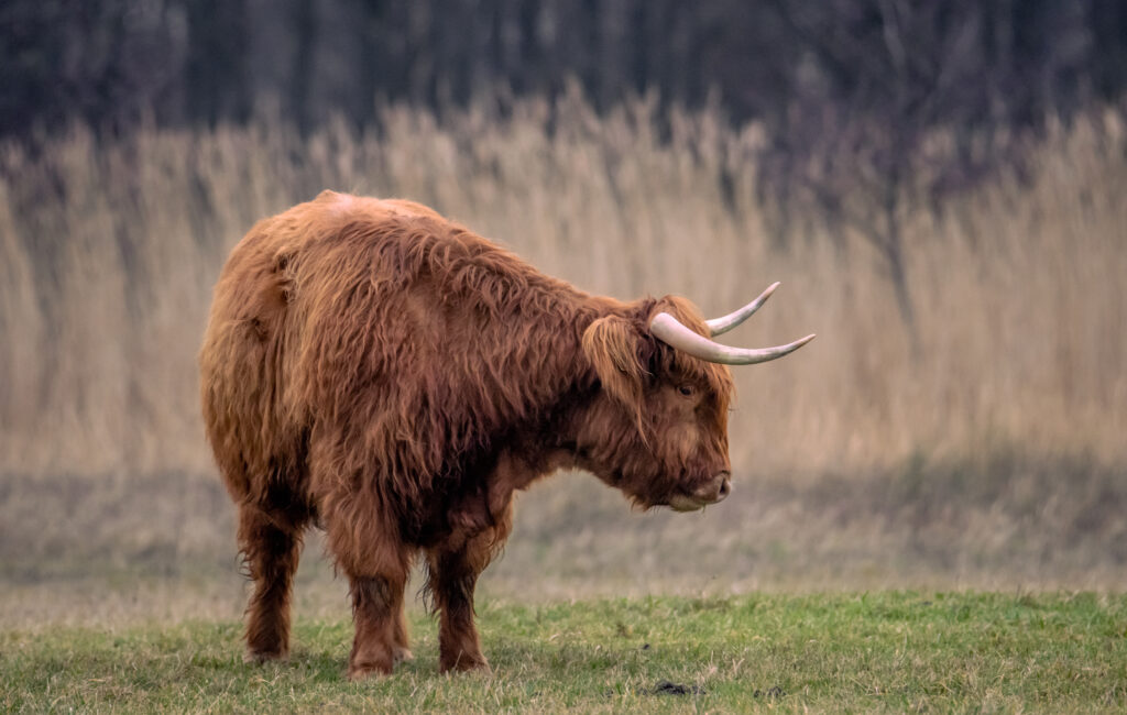 Scottish Highland cow in the High Fens (Hoge Venen)