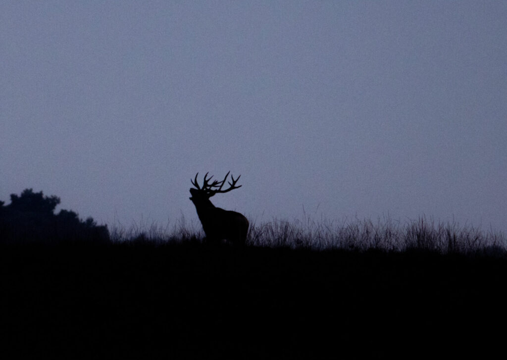 Stag in High Fens