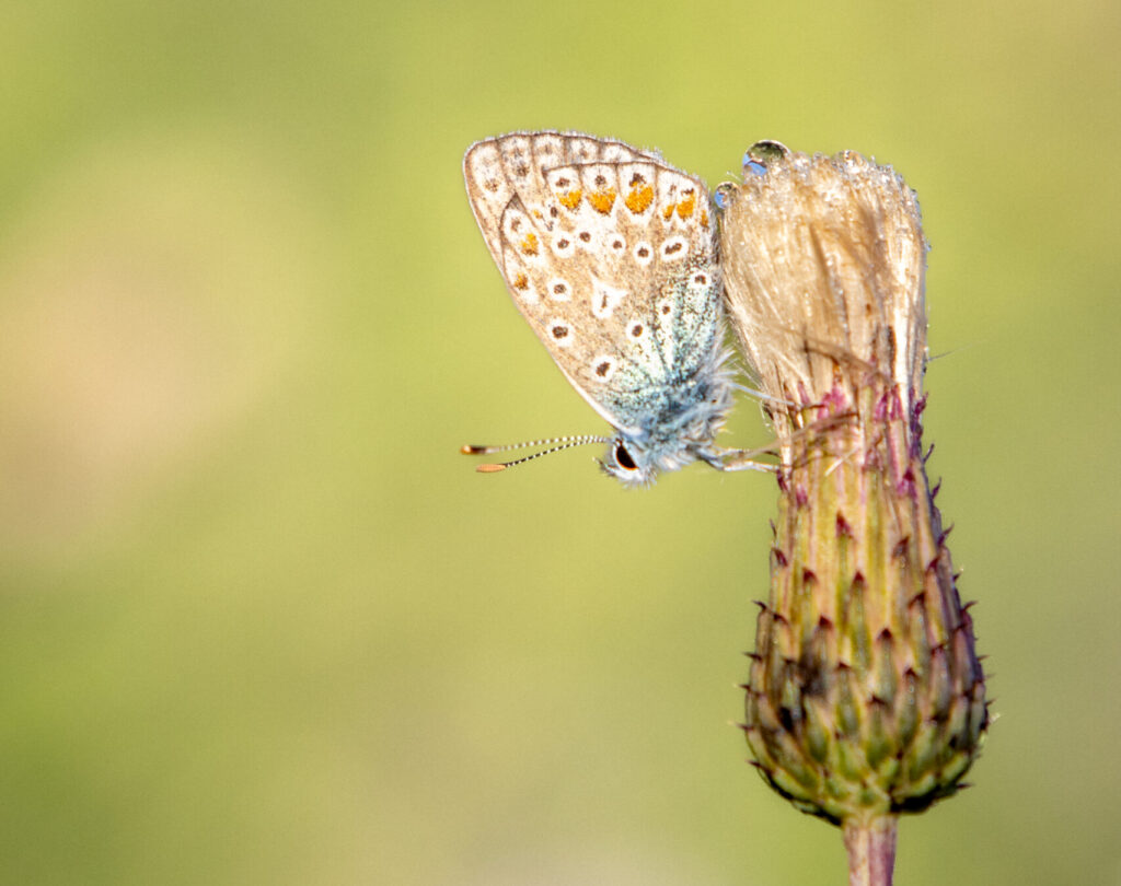 European common blue butterfly (Polyommatus icarus) on plant.