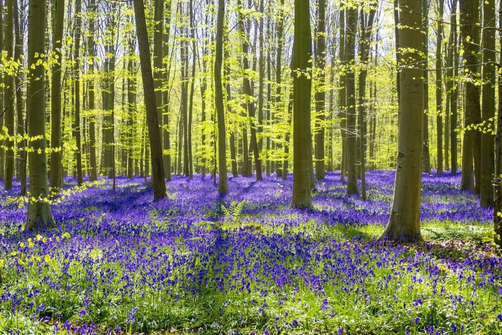 Purple flowers in Hallerbos