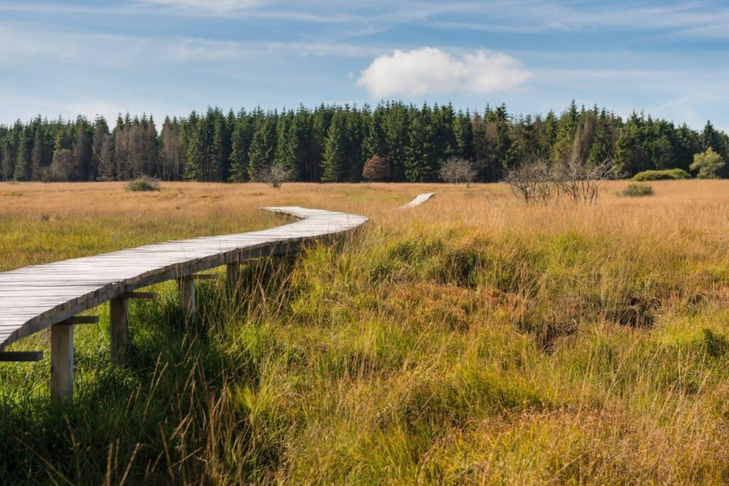 Walking path through High Fens