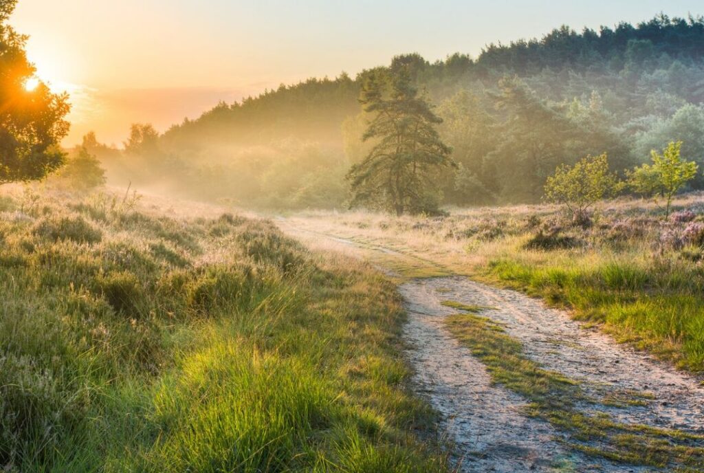 Mistly landscape