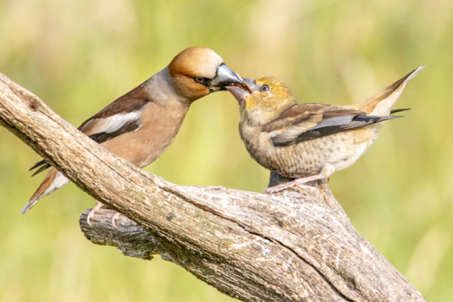 Birds feeding each other